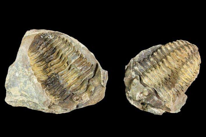 Fossil Calymene Trilobite Nodule - Morocco #106622
